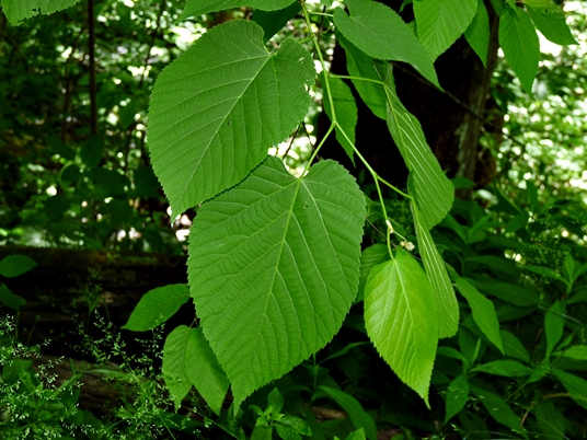 {Tilia americana}